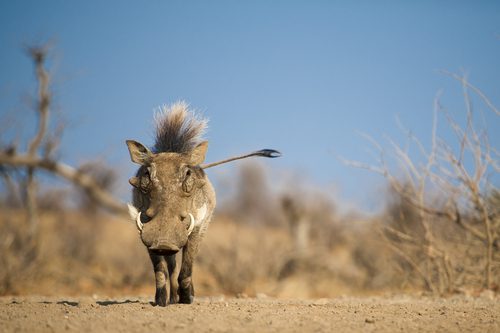 The100: Trends, lists & the Namib Desert